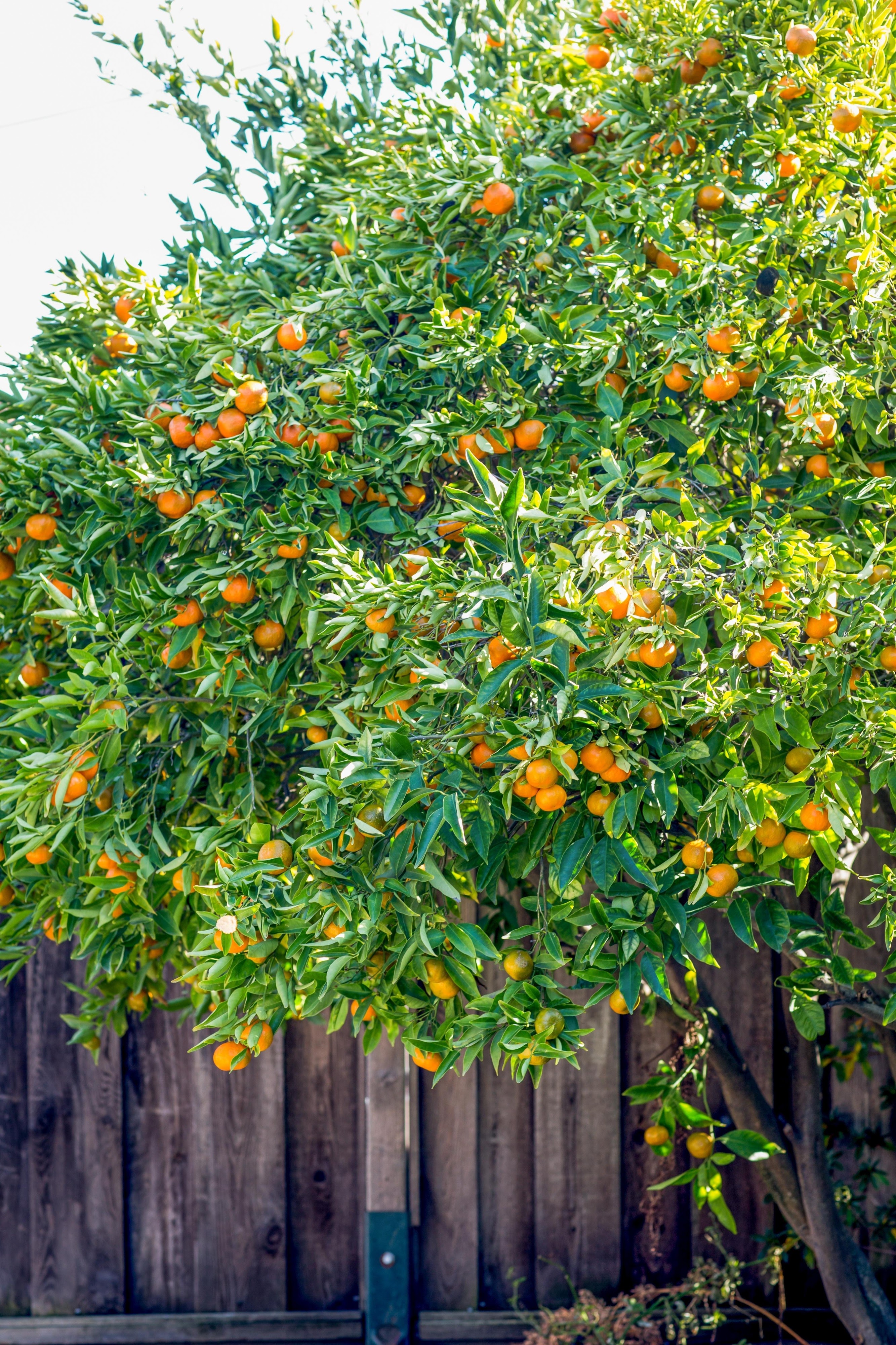 Tangerine tree